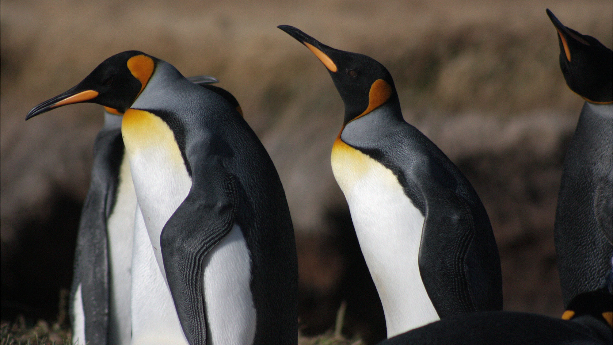 Diferencias entre pingüino rey y emperador