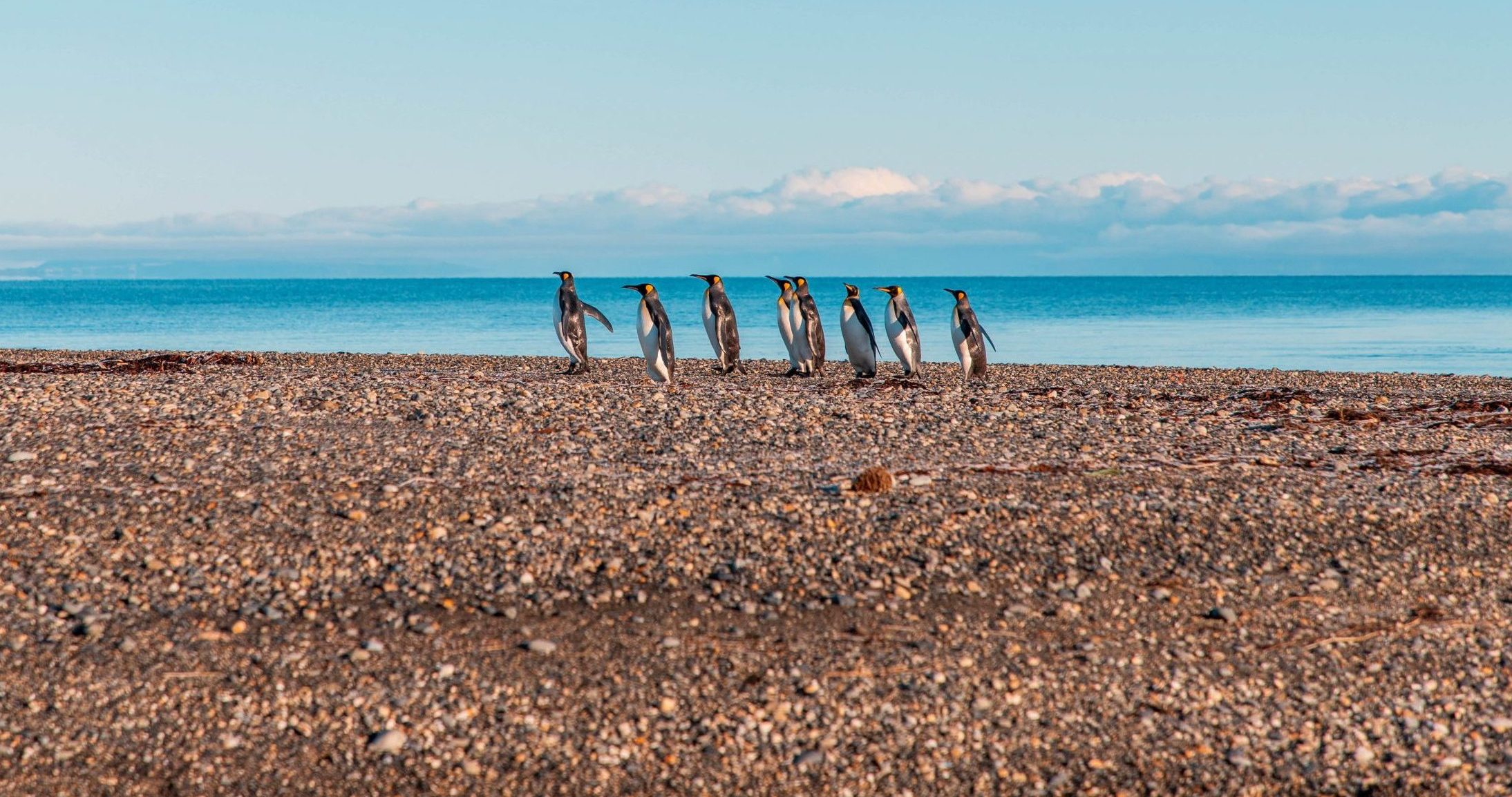 pingüinos en punta arenas