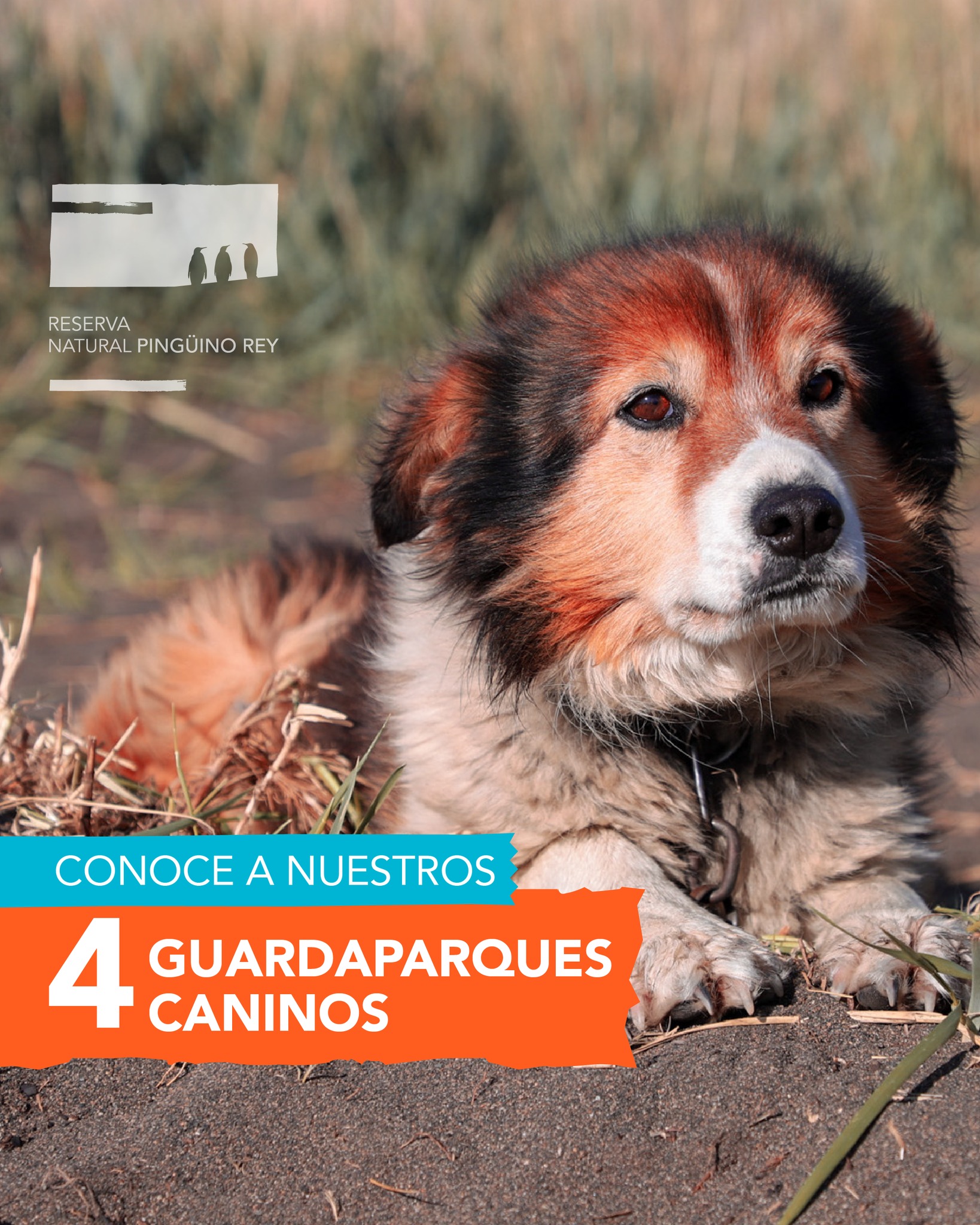 Seiko, Señorita, Benito y Cuatrero