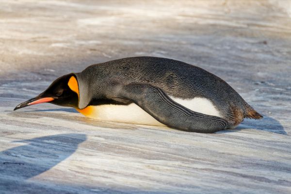 El hogar del Pingüino Rey