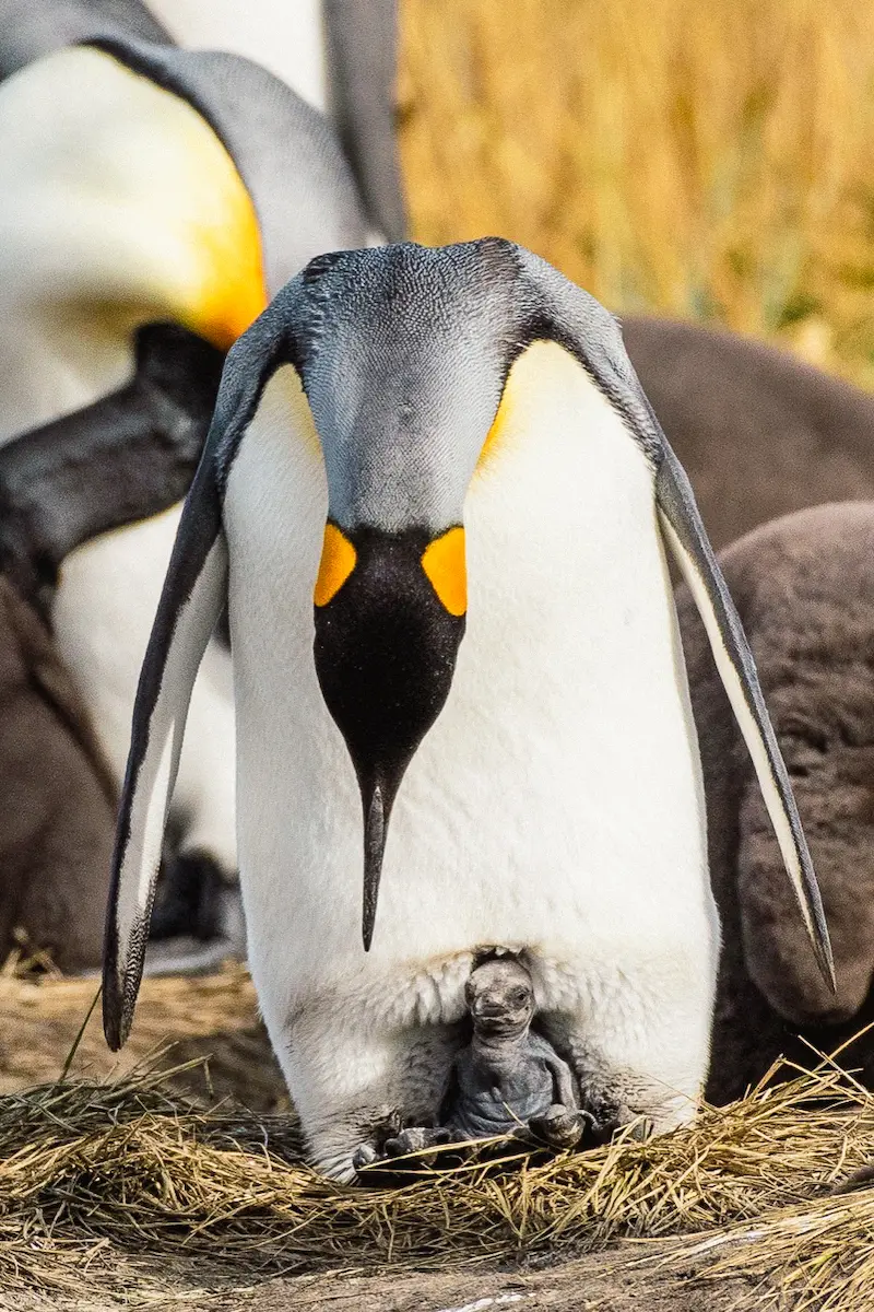 pingüino rey chile