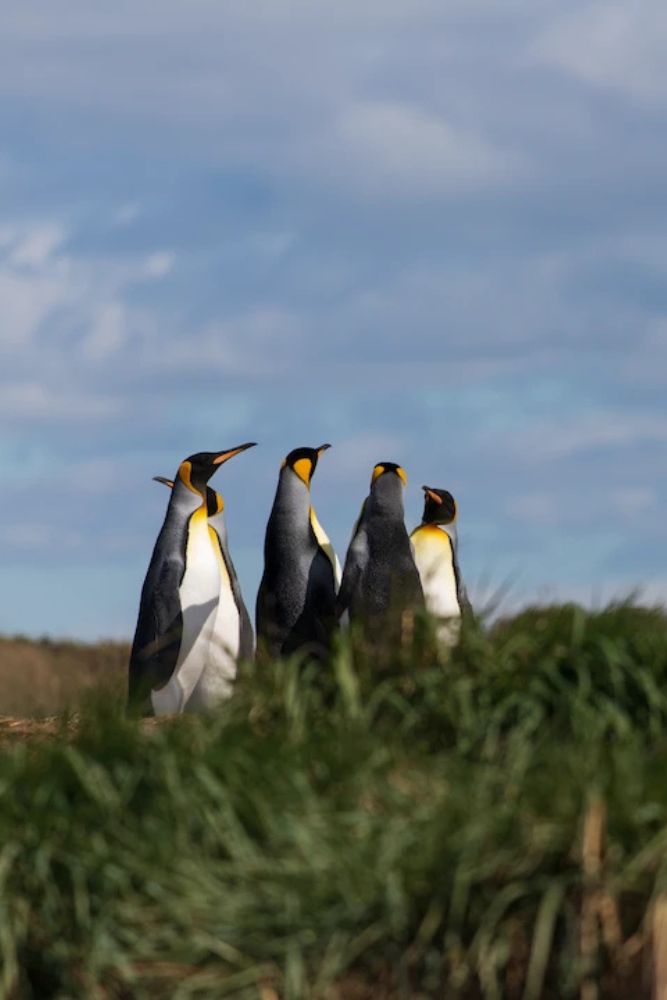 pingüino rey chile