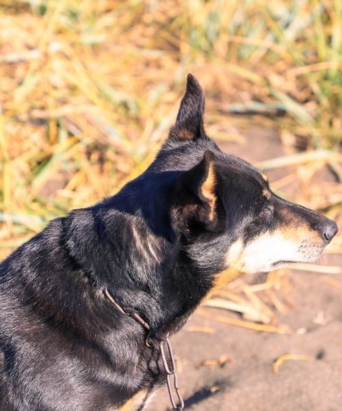 Señorita