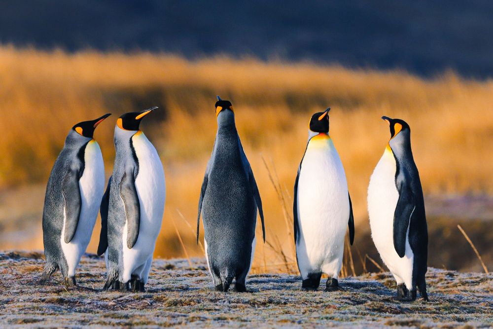 El hogar del Pingüino Rey